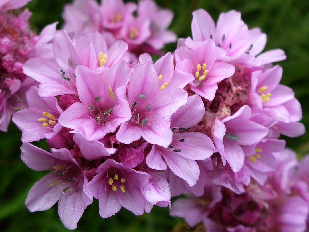 Clustered pink flowers