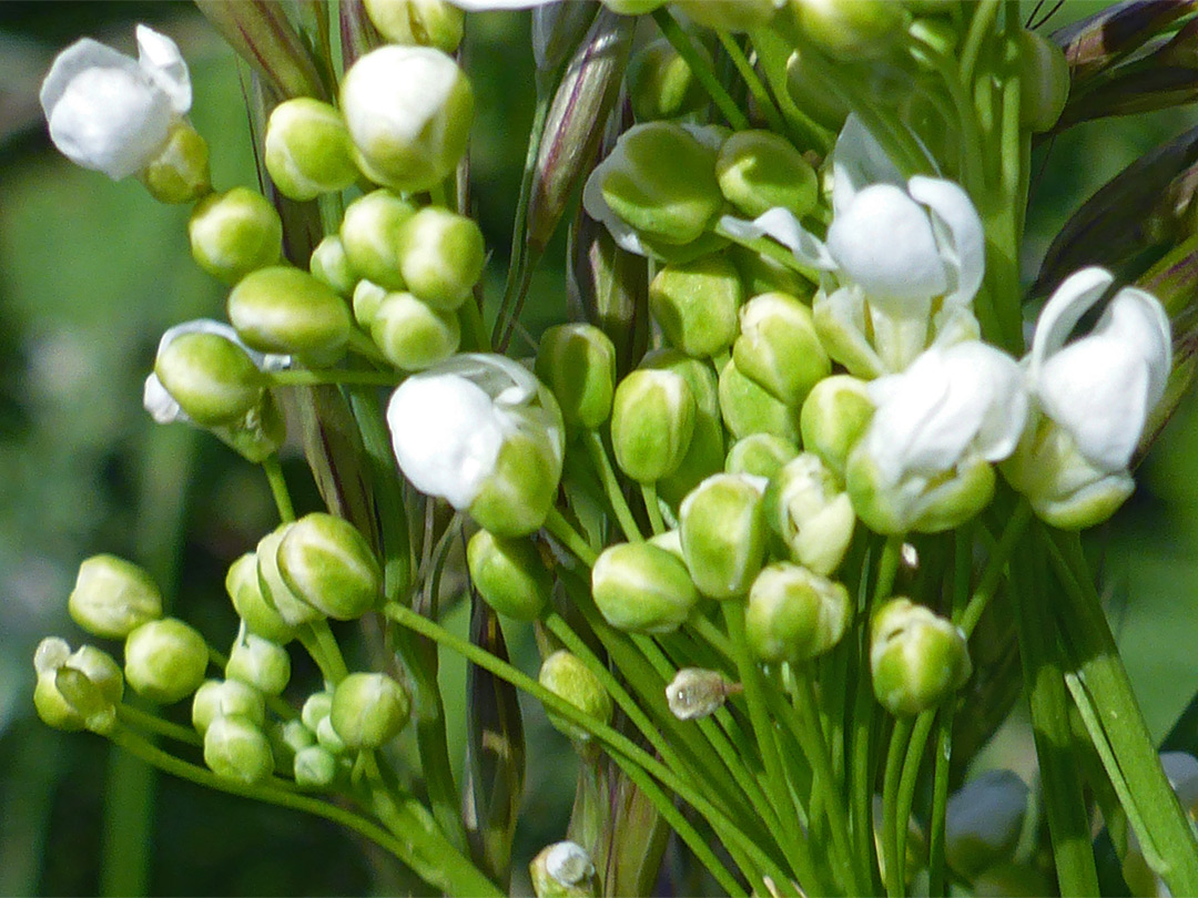 Greenish buds