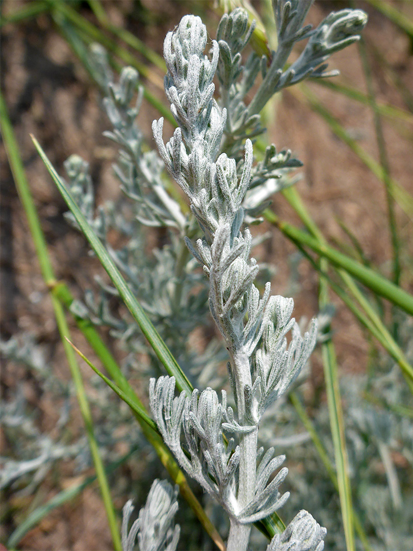 White-woolly leaves