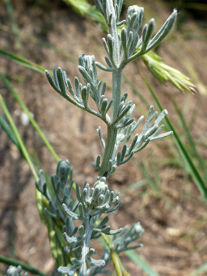 Leaves and stem