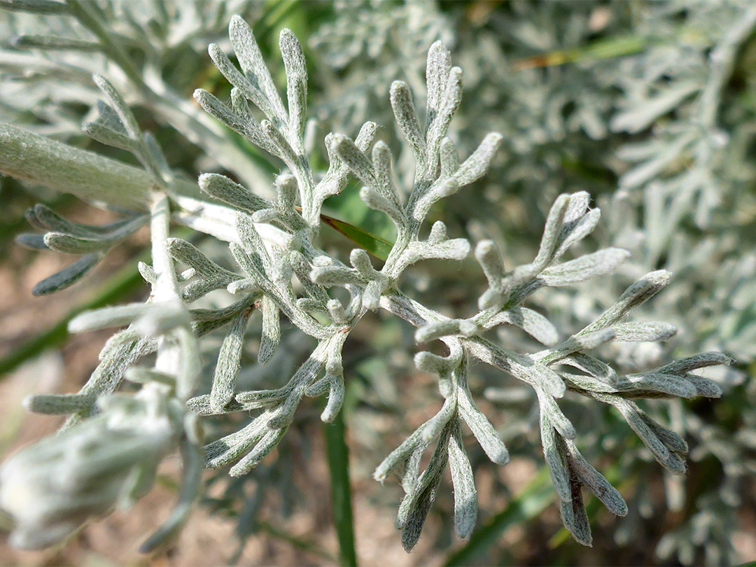 Divided leaves