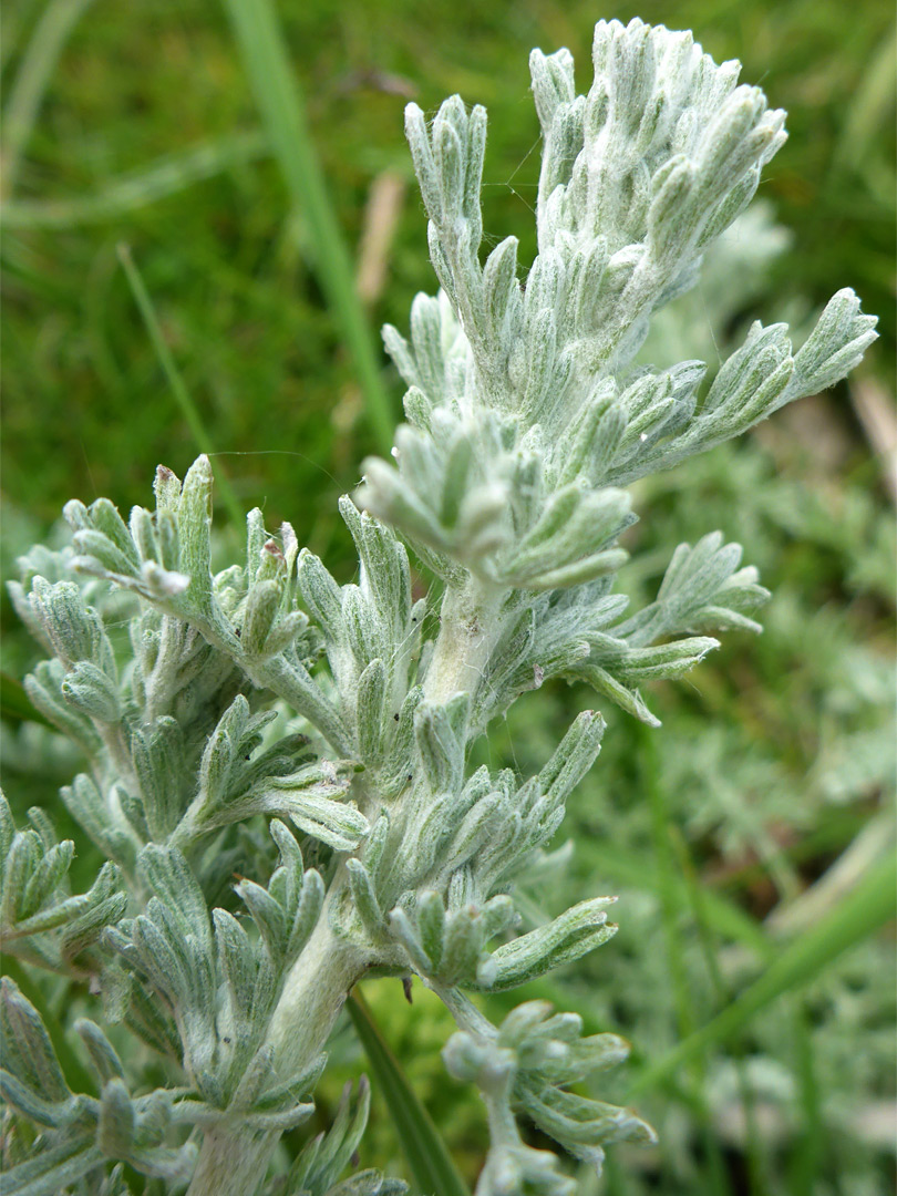 Hairy foliage