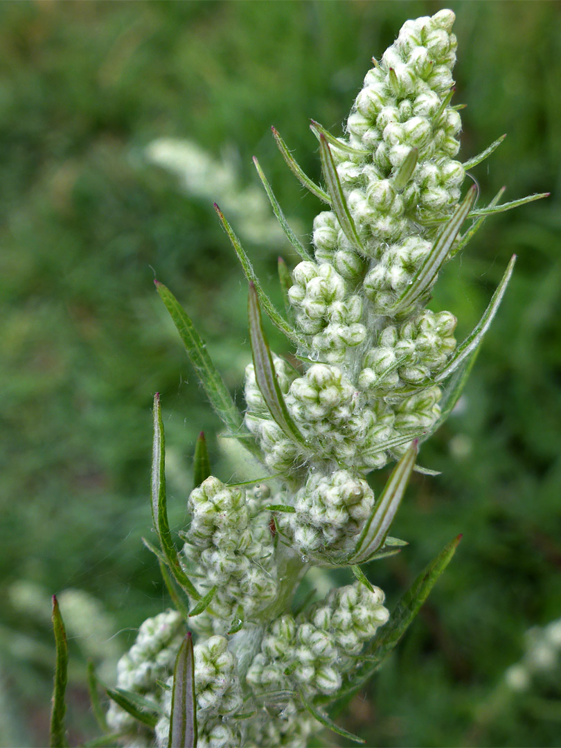 Dense inflorescence