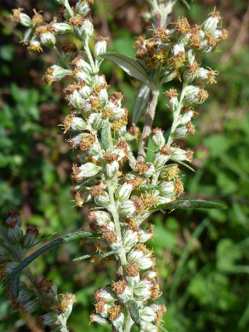 Withered flowerheads