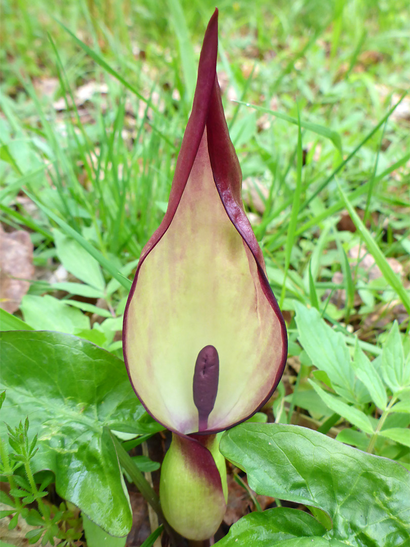 Purplish spathe