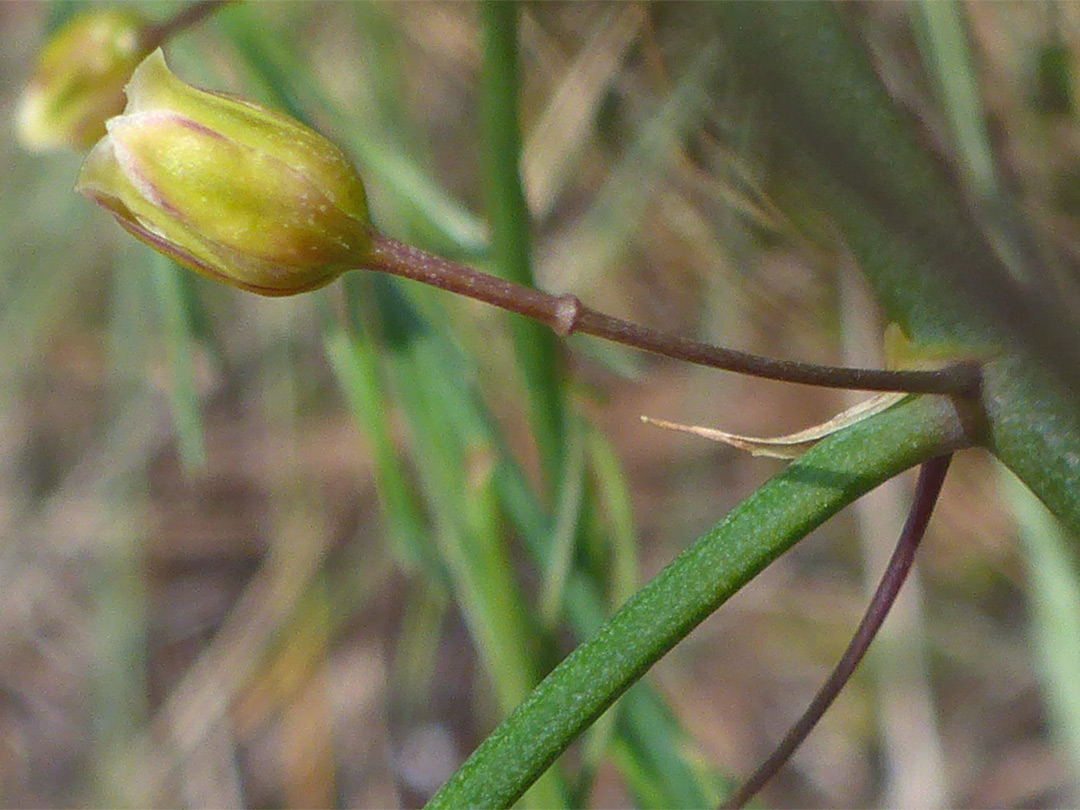 Yellowish flower