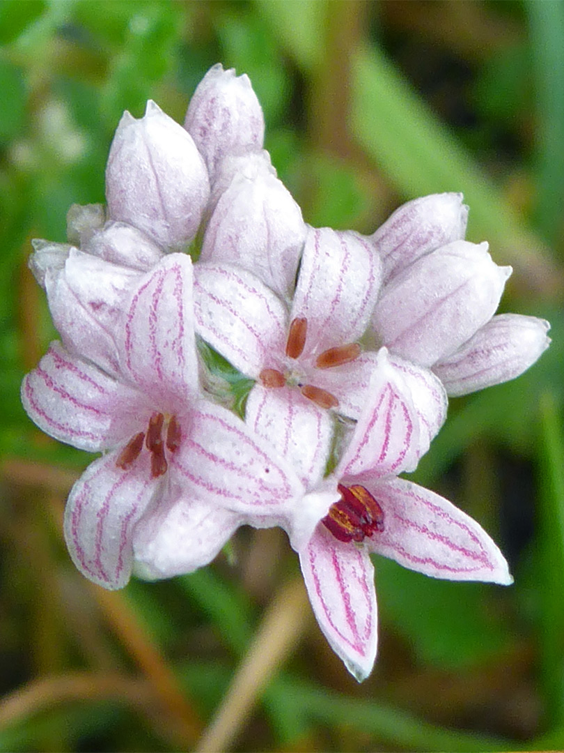 Pink-veined petals