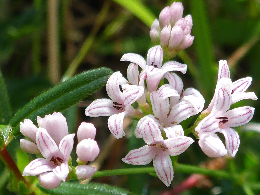 Pink-striped petals