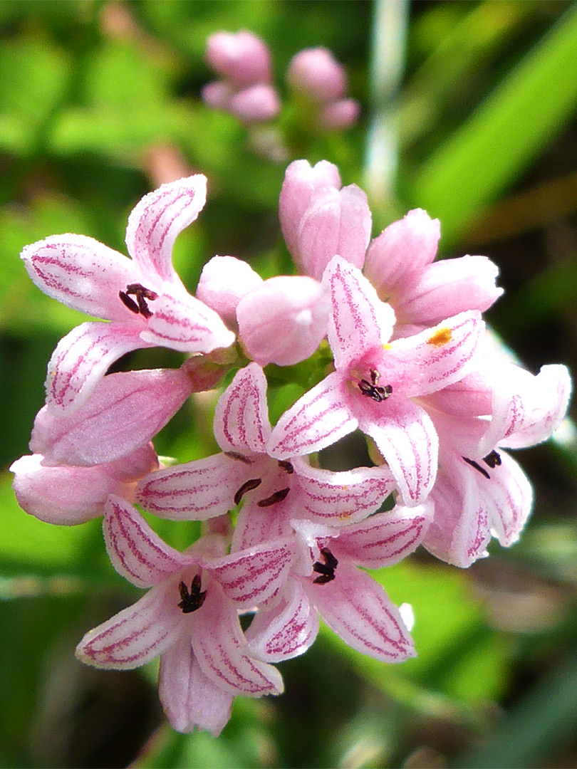 Pinkish flowers