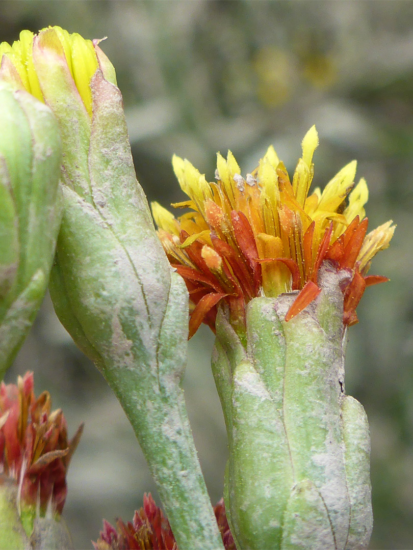 Sea aster