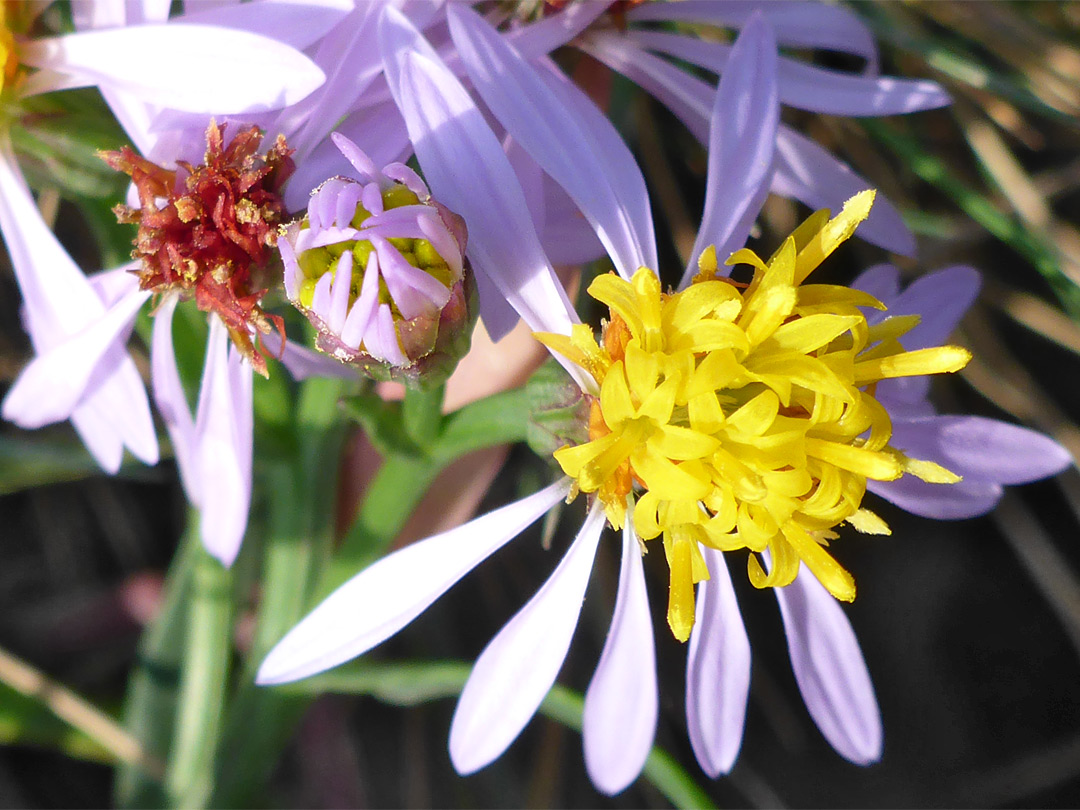 Three flowerheads