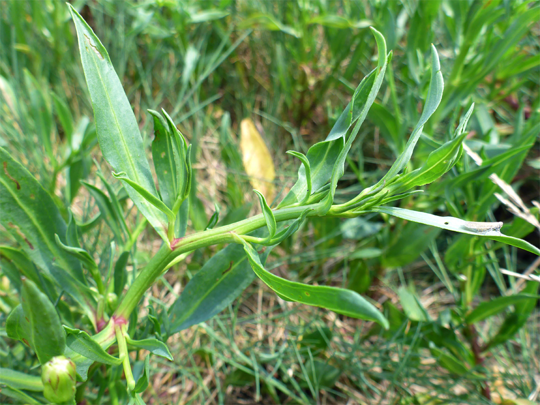 Lanceolate leaves