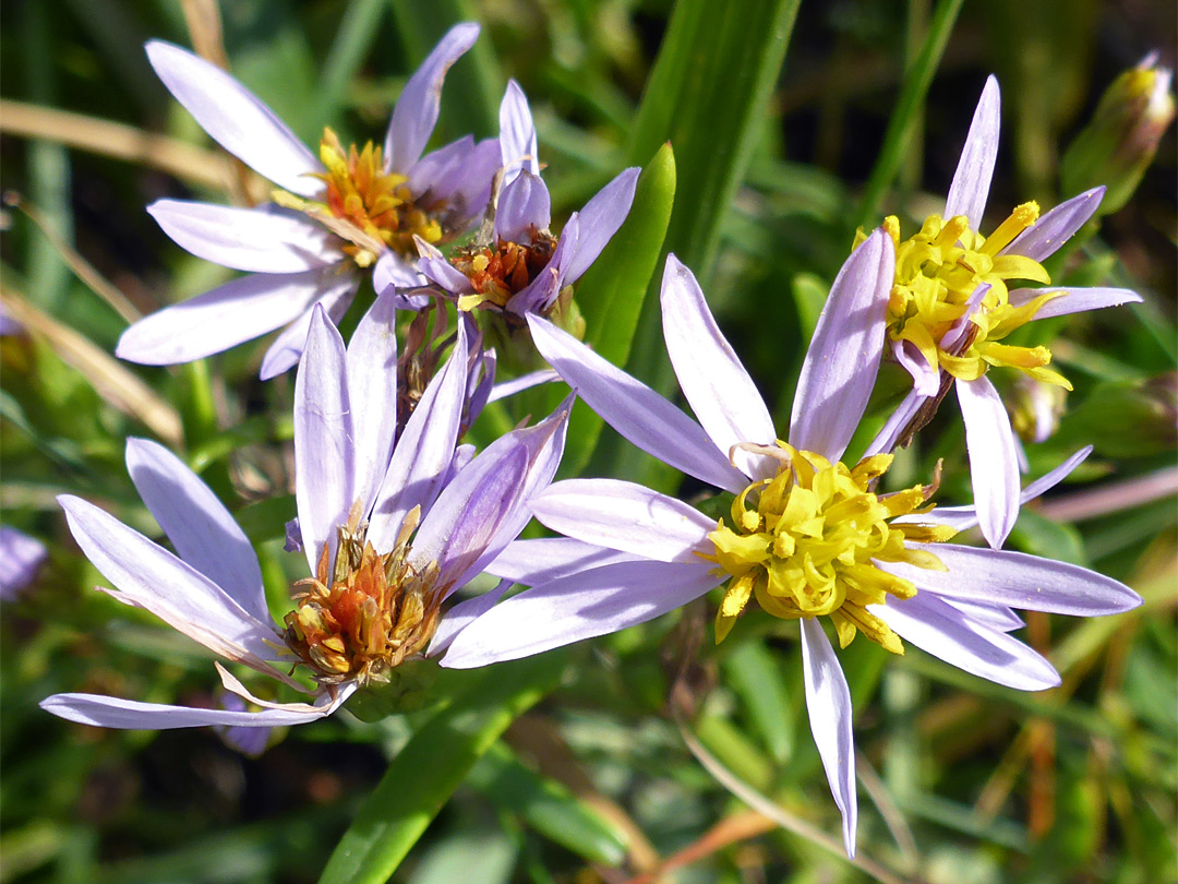 Five flowerheads