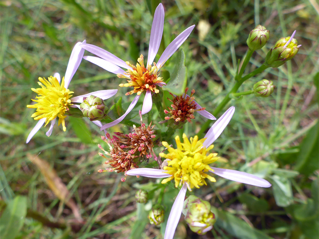 Sea aster