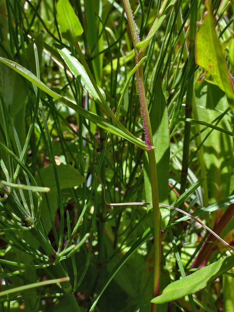 Leaves and stem