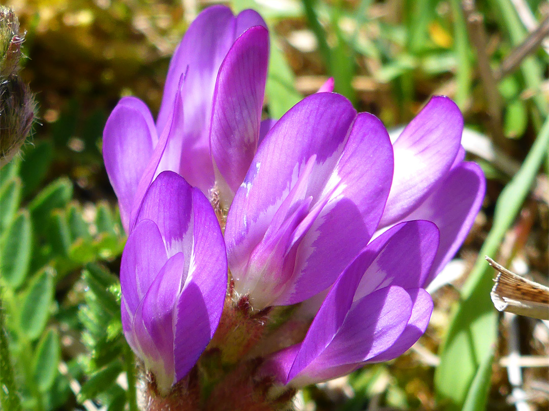 Purple flowers