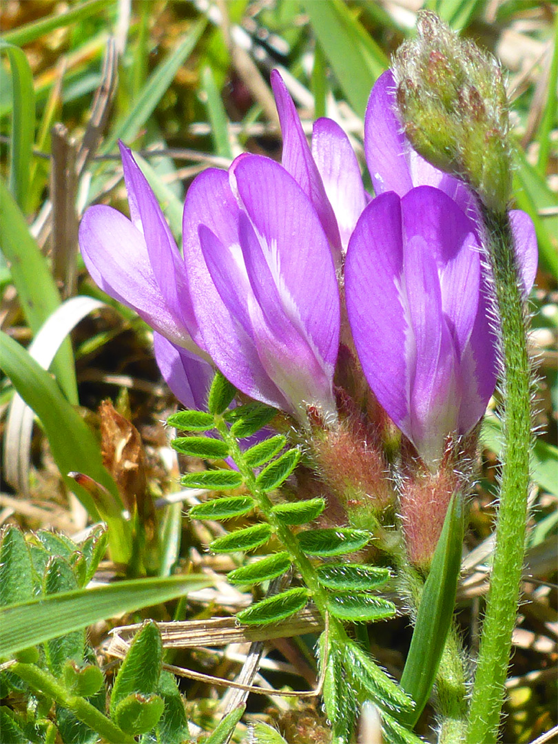 Leaves and flowers