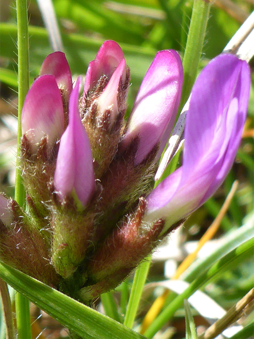 Photographs of Astragalus Danicus, UK Wildflowers; Developing flowers