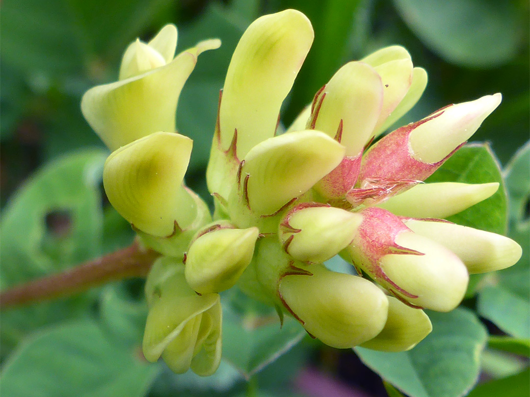 Reddish calyces