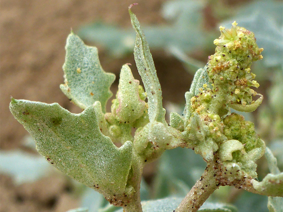 Leaves and flowers