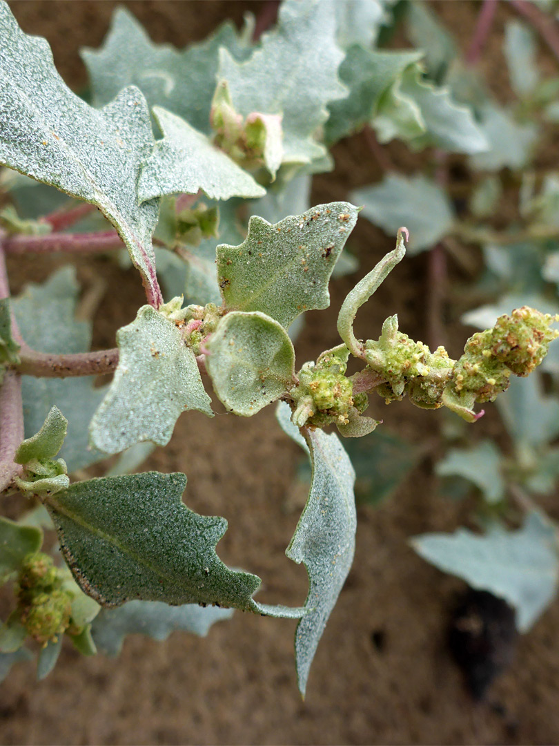 Frosted leaves