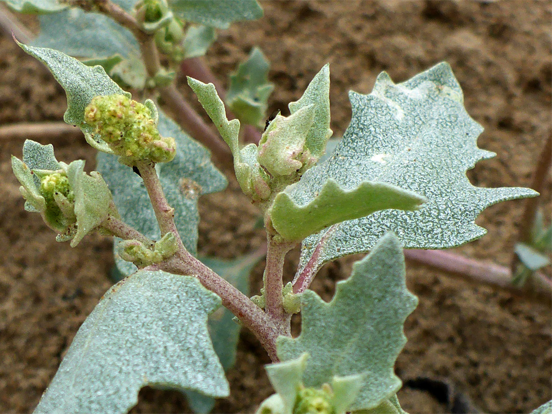 Toothed leaves