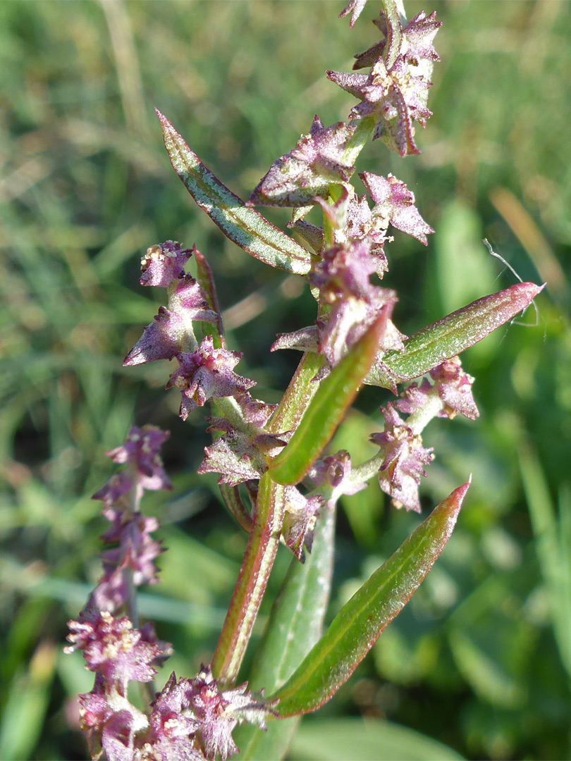 Inflorescence