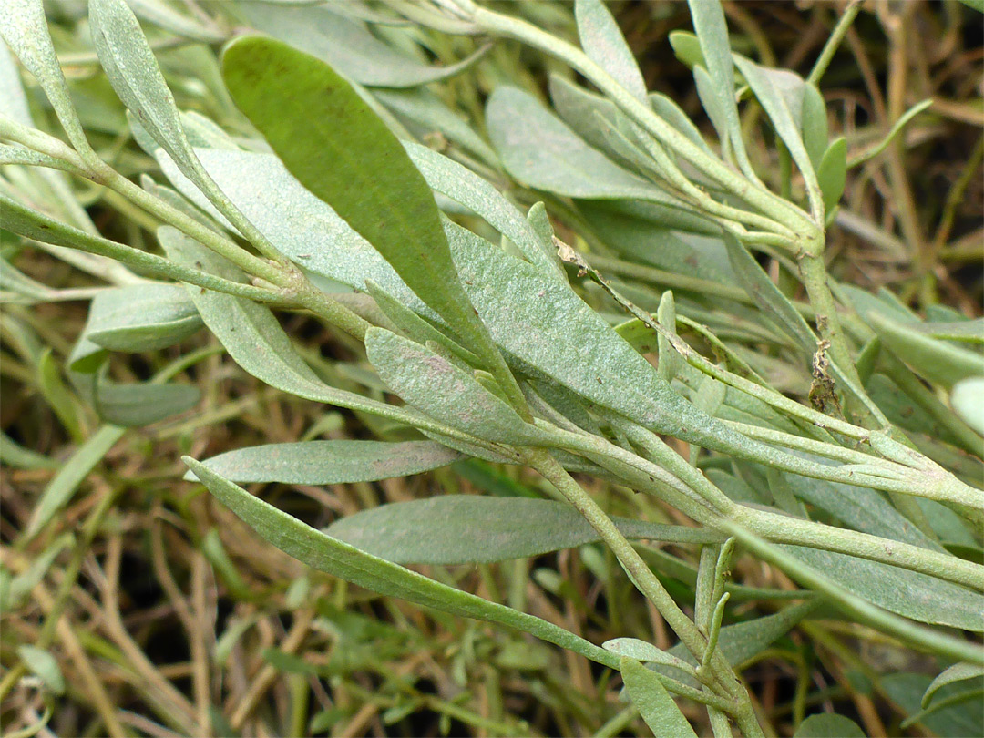 Narrow leaves