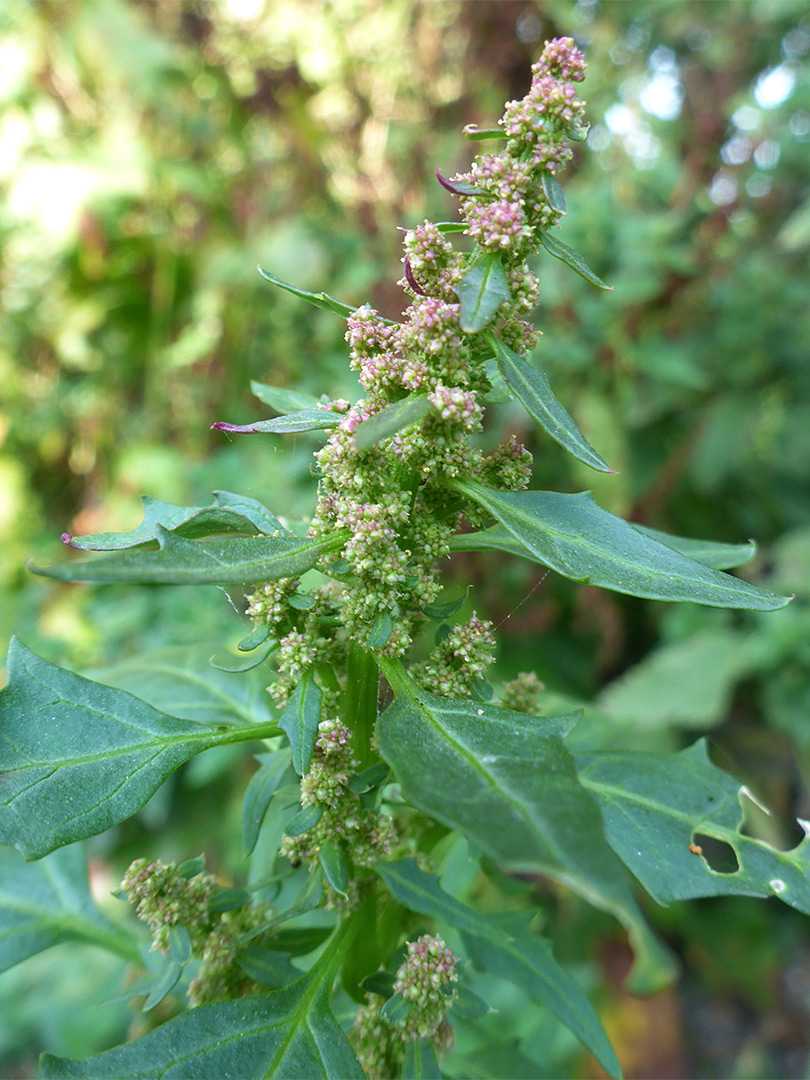 Leaves and flowerheads