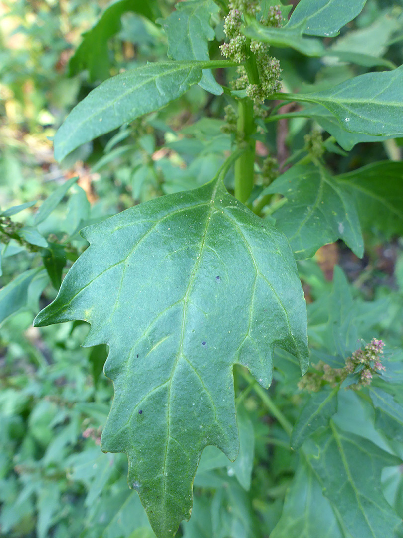 Coarsely-toothed leaf