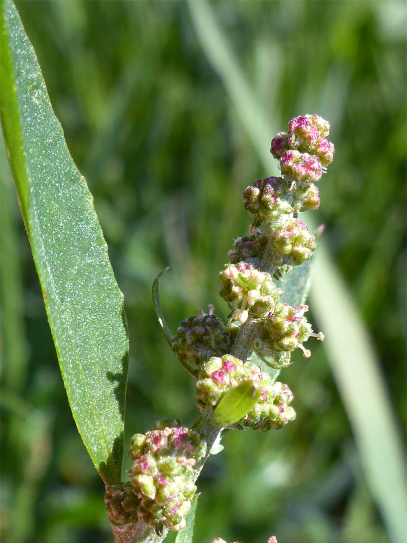 Reddish-green flowers