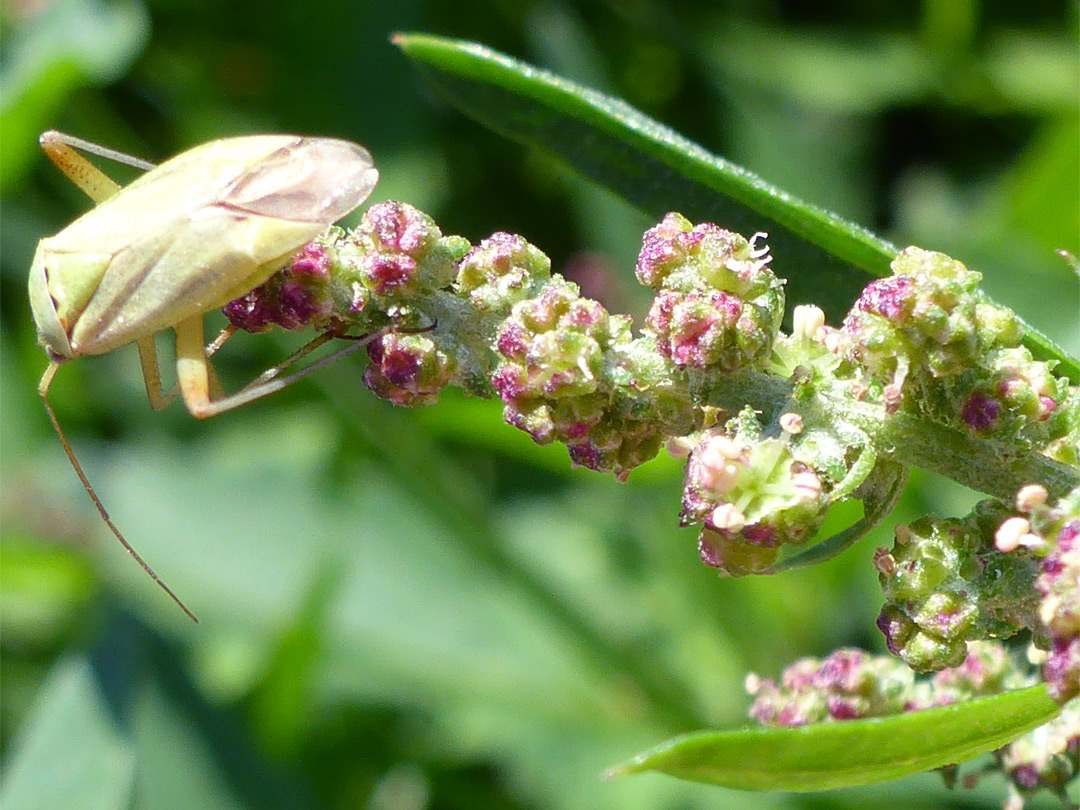 Bug on flower cluster