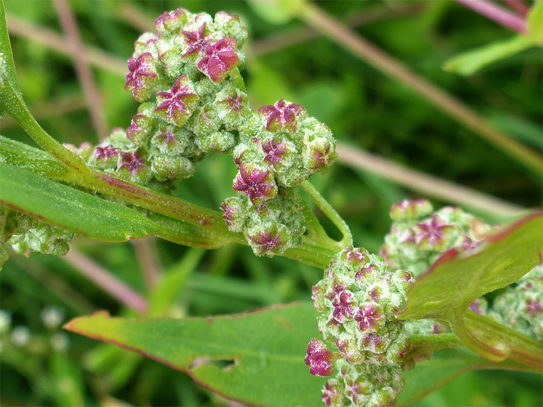 Reddish-green inflorescence