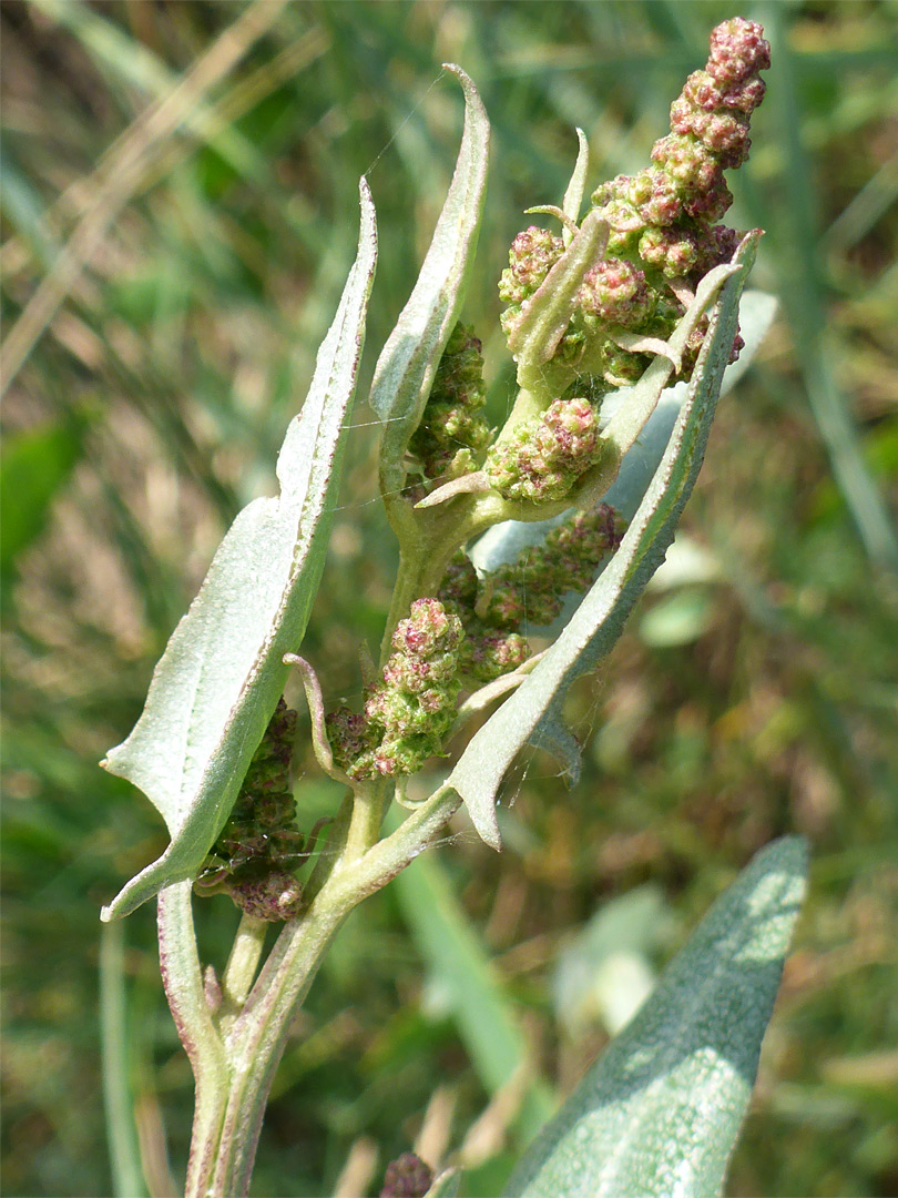 Leaves and flowerheads