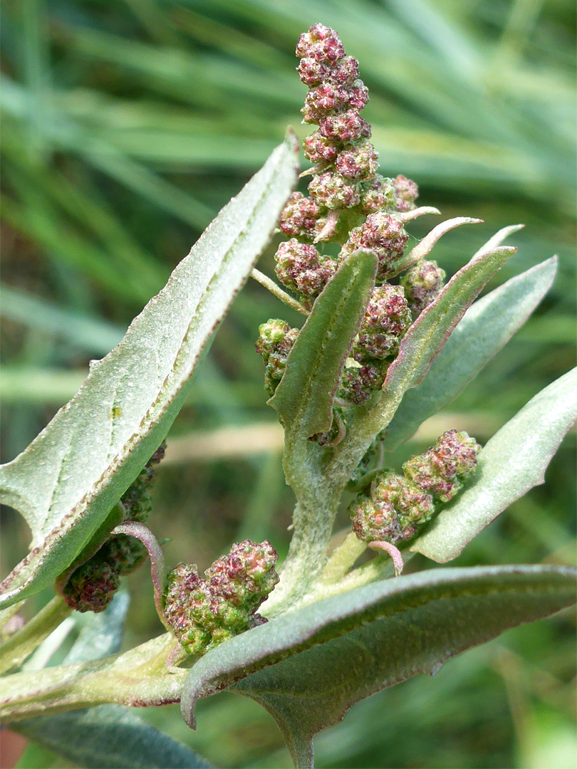 Reddish inflorescence