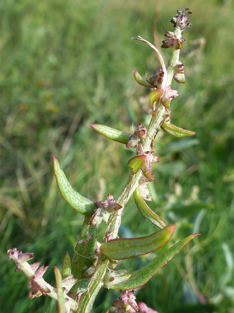 Leaves and stem