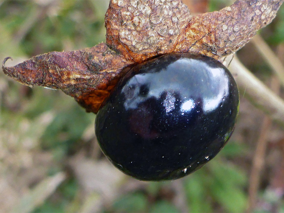 Black fruit