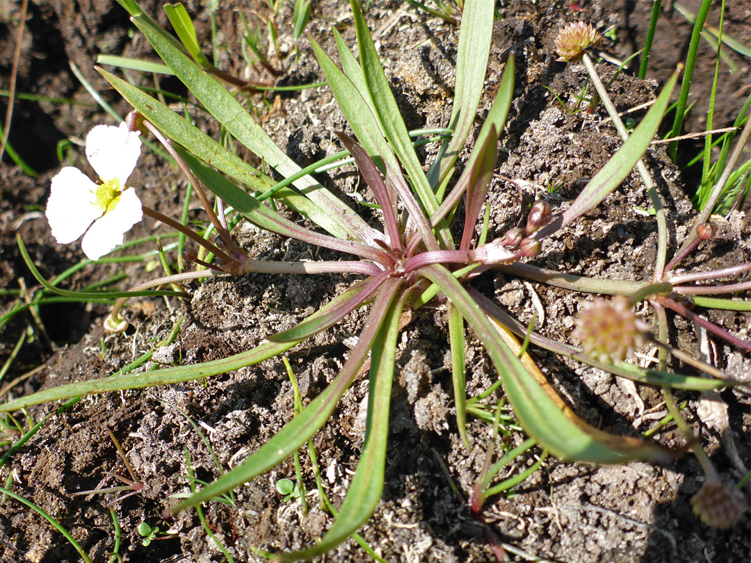 Linear leaves