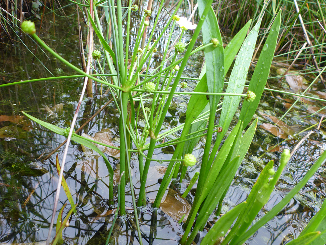 Narrow leaves