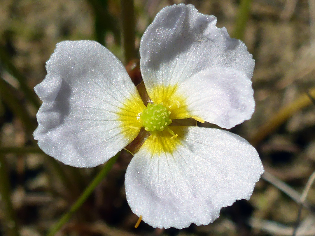 White flower