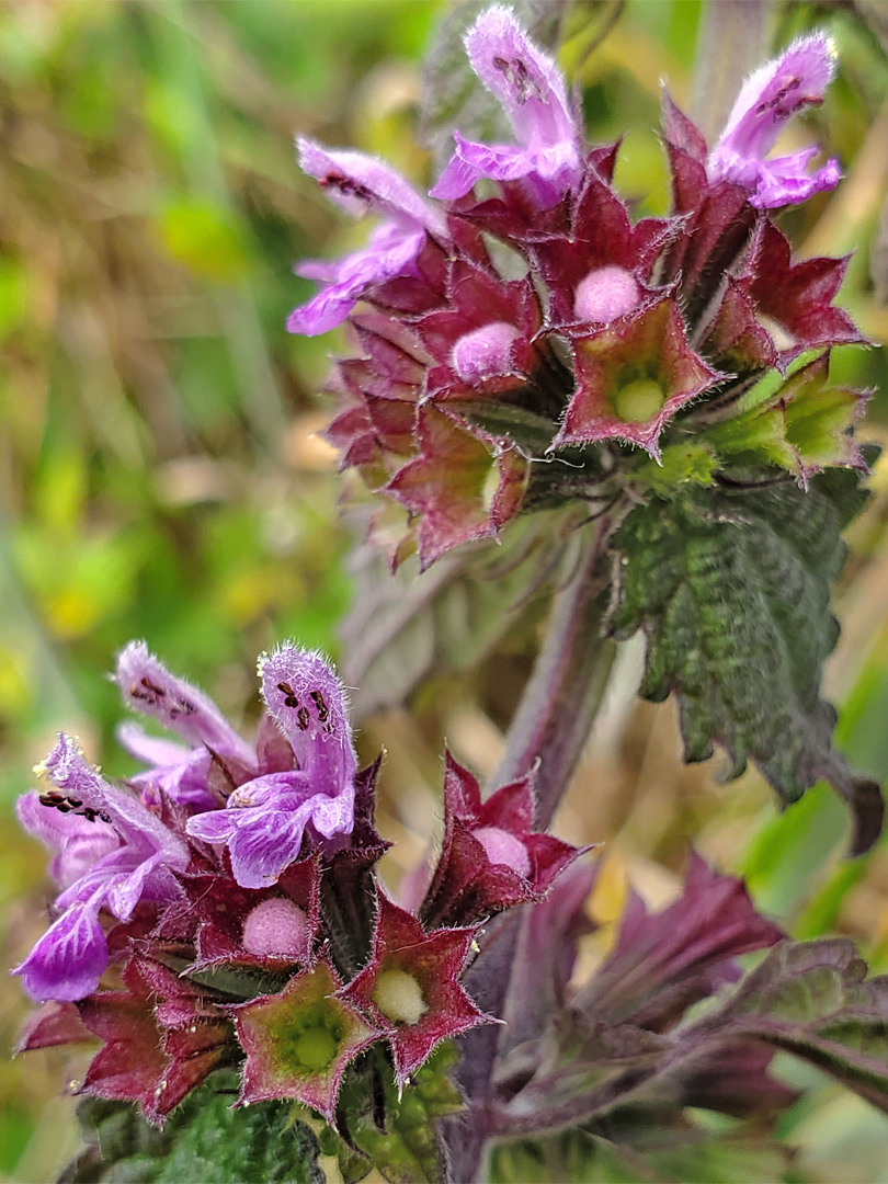 Two flower whorls