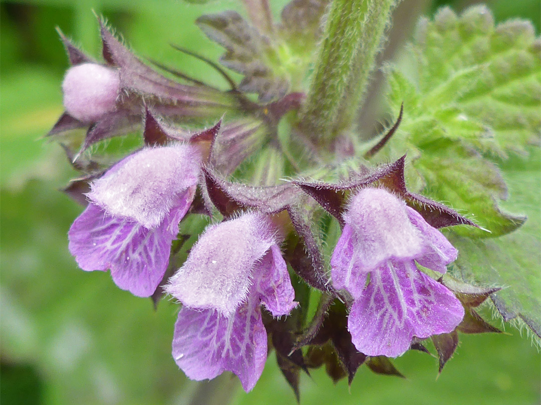 Four flowers