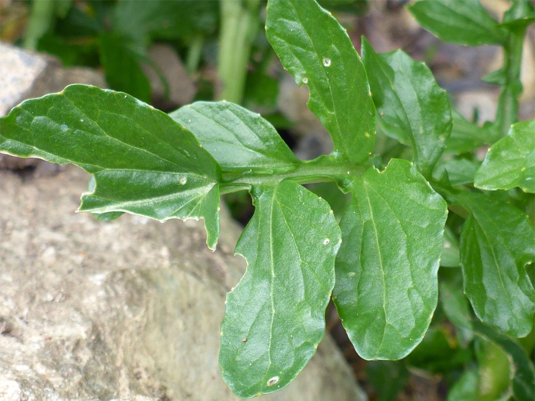 Pinnate leaf