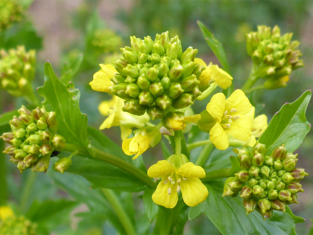 Developing flowers