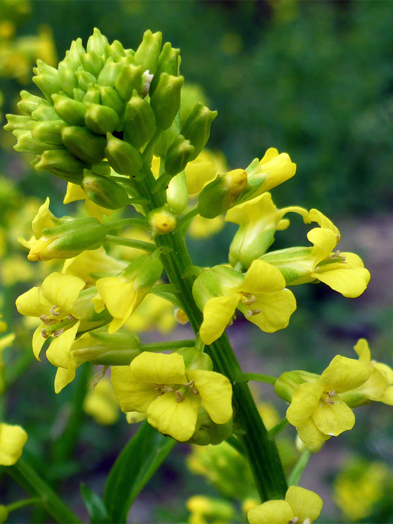 Yellow flowers