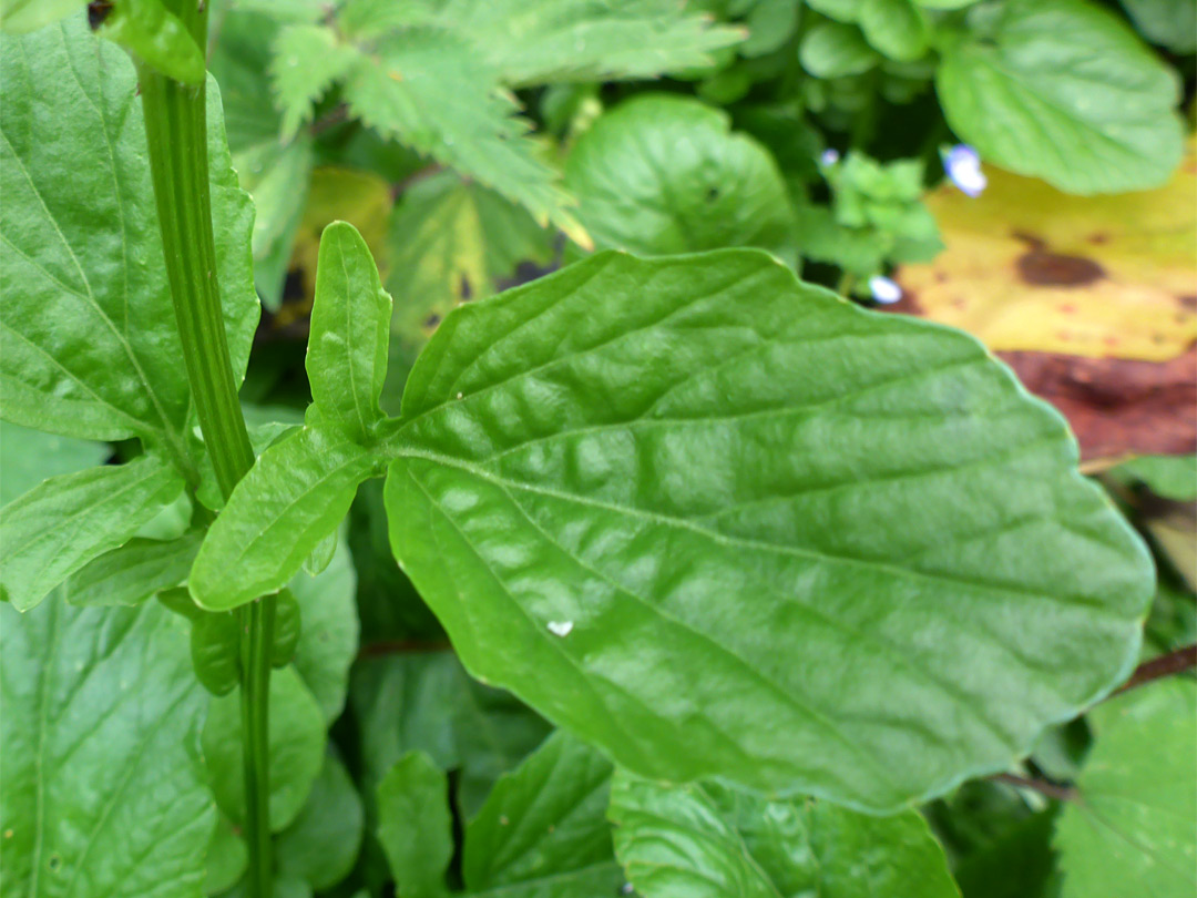 Upper stem leaf