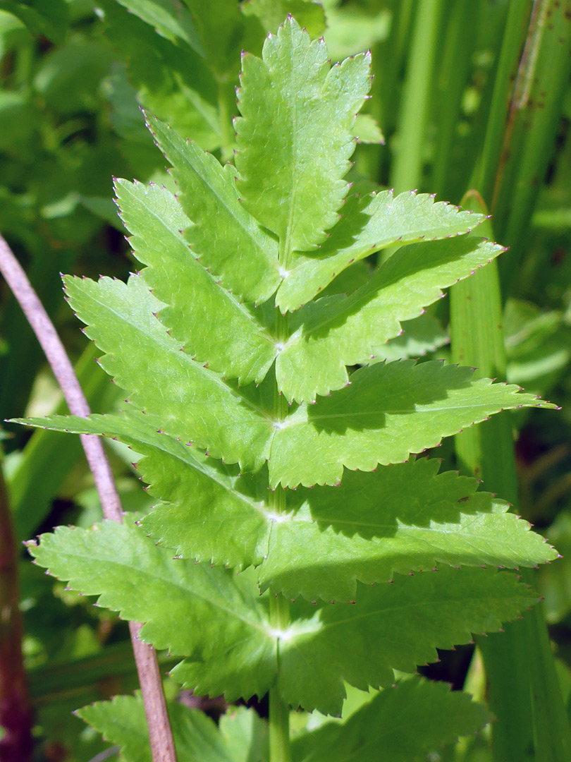 Pinnately lobed leaf