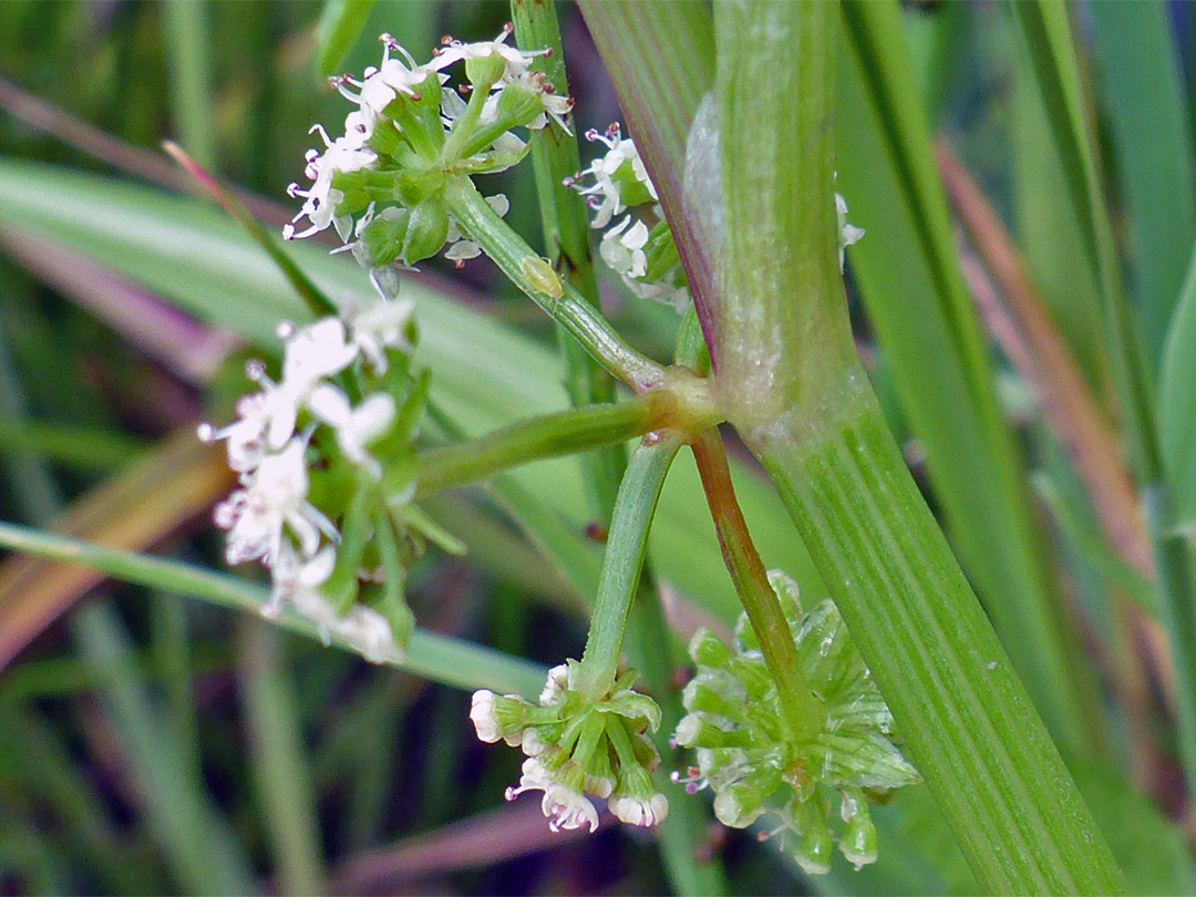 Flowers at a leaf node