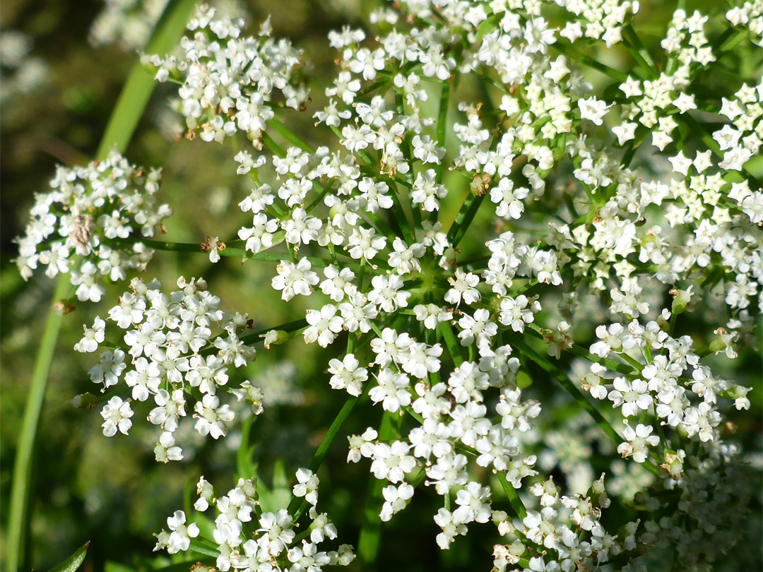 Tiny white flowers