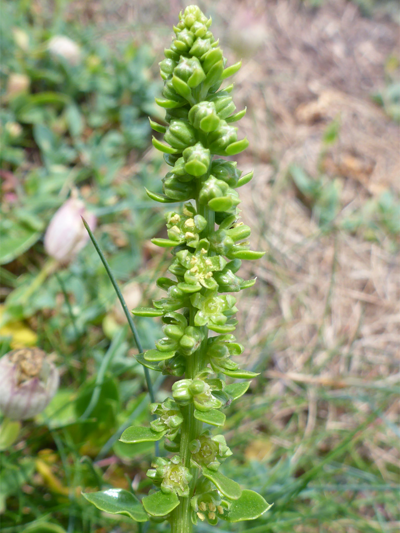 Vertical inflorescence